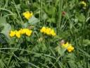 Joker seed mix