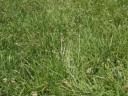 Green Ace seed mix