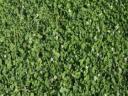 Green Ace seed mix