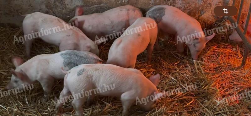 Hízónak való gyönyörű H39 malacok tenyésztőtől eladók