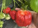 Engordone 1 kg Foliarno gnojilo za izboljšanje pridelka