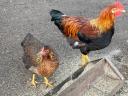 Hatching eggs - Eggs for hatching - Native tooth-coloured poultry