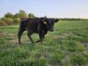 Angus-Bullenkalb