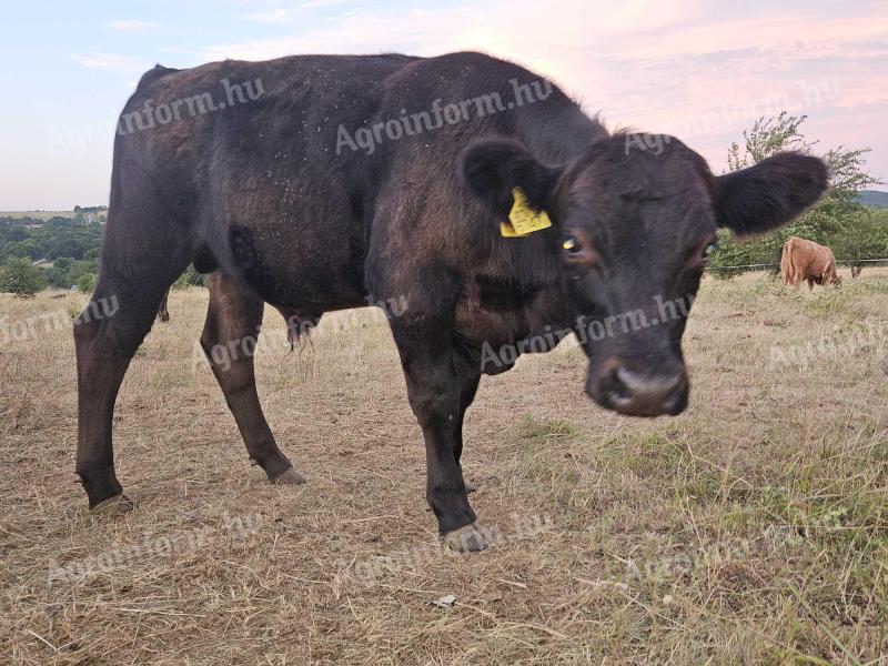 Teliček bika angusa