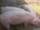 Nice meaty pigs