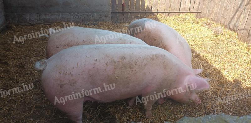 Nice meaty pigs