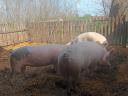Nice meaty pigs