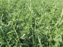 Super trio seed mix