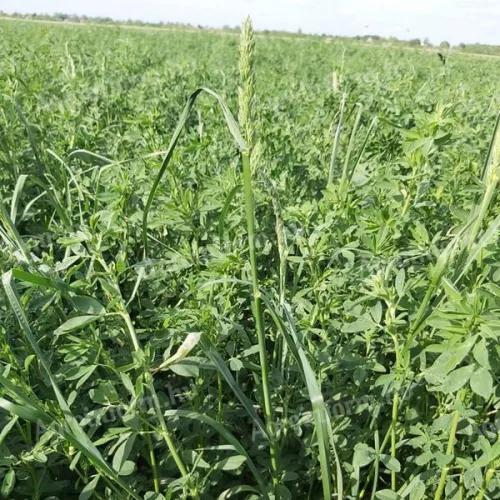 Super trio seed mix