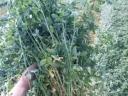 Super trio seed mix