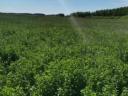 Super trio seed mix