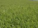 Super trio seed mix