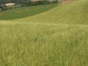 Upland pasture seed mix
