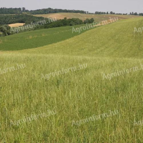 Upland pasture seed mix