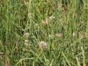 Upland pasture seed mix