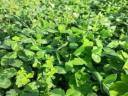 Miss Butterfly seed mix