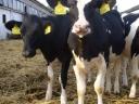 Alicok Plus feed supplement for calves