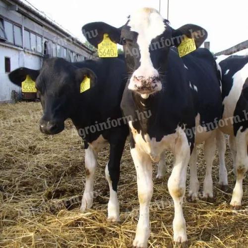 Alicok Plus feed supplement for calves
