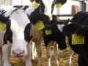 Alicok Plus feed supplement for calves