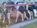 Alicok Plus feed supplement for calves