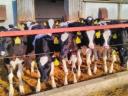 Alicok Plus feed supplement for calves