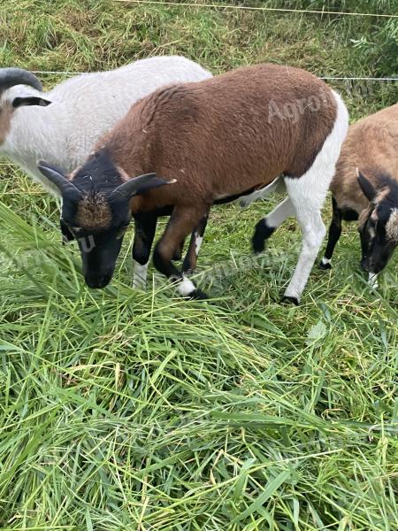 Cameroon sheep, Cameroon sheep, ram
