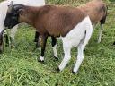 Cameroon sheep, Cameroon sheep, ram