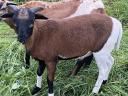 Cameroon sheep, Cameroon sheep, ram