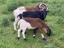 Cameroon sheep, Cameroon sheep, ram