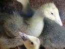 Gosling zu verkaufen