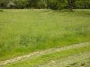 6,7 ha Wiese/Wiese zu verkaufen