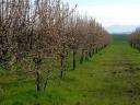 Obstgarten zu verkaufen in Ináncs