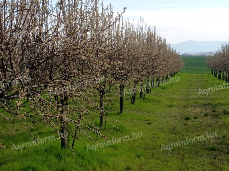 Obstgarten zu verkaufen in Ináncs