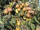 Obstgarten zu verkaufen in Ináncs
