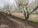 Obstgarten zu verkaufen in Ináncs