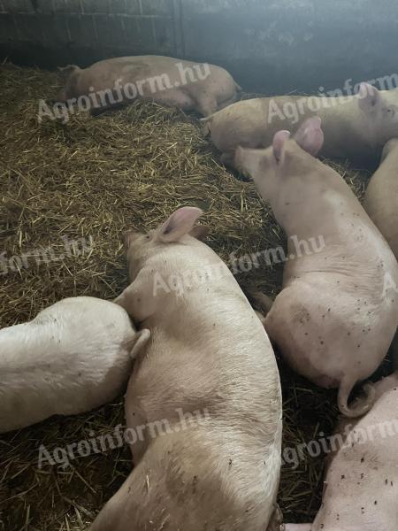 Odstavená prasata na výkrm na prodej z Mélykút (Bács-Kiskun county)