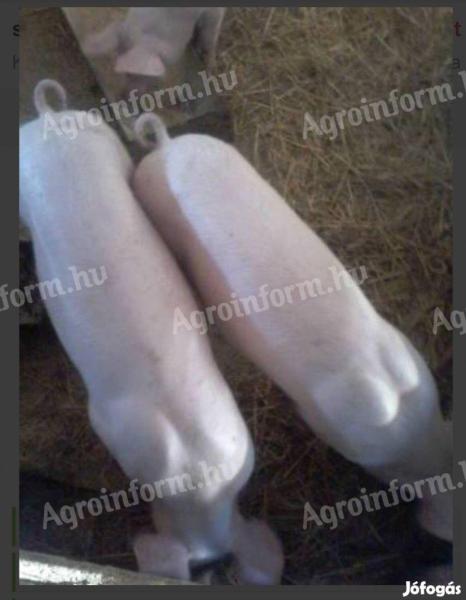 Prosięta 40-45 kg na sprzedaż