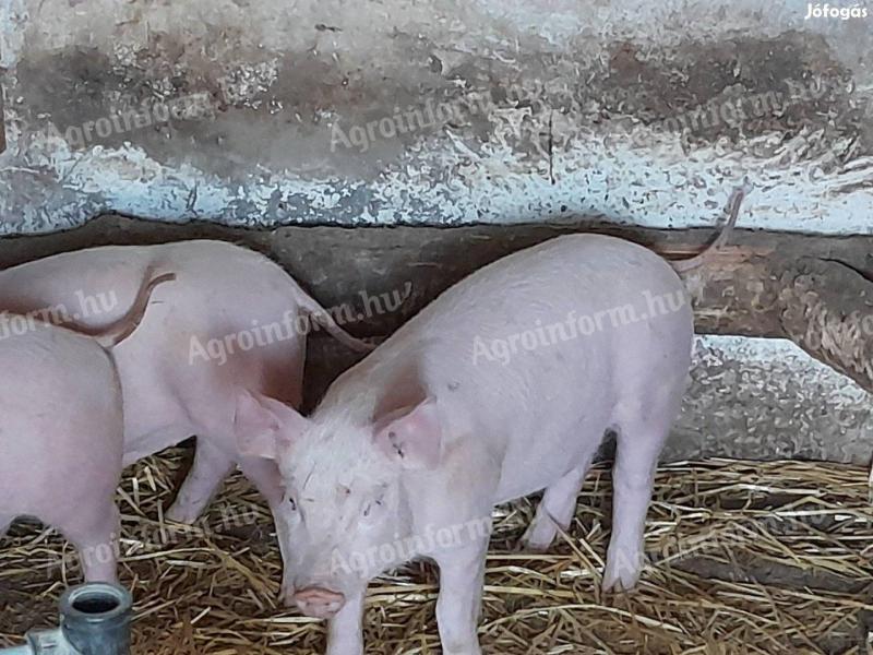 Purcei de 40 kg de vânzare