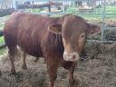 Plemenný býk plemene limousin
