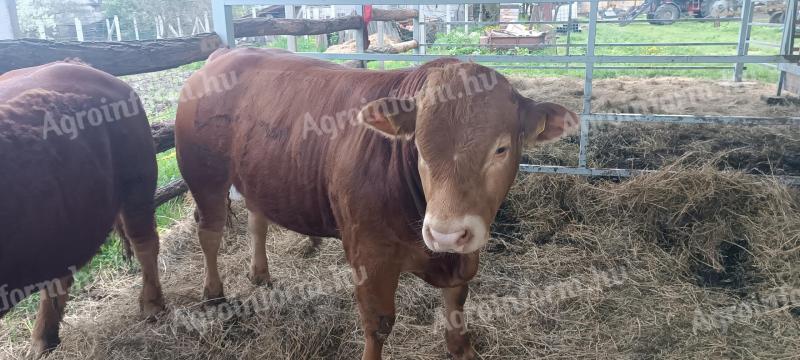Plemenný býk plemene limousin