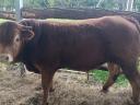 Plemenný býk plemene limousin