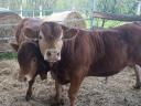Plemenný býk plemene limousin