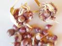 Garlic seed, ancient Hungarian variety available