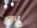 Smurf rabbit, rabbit, bunny for sale