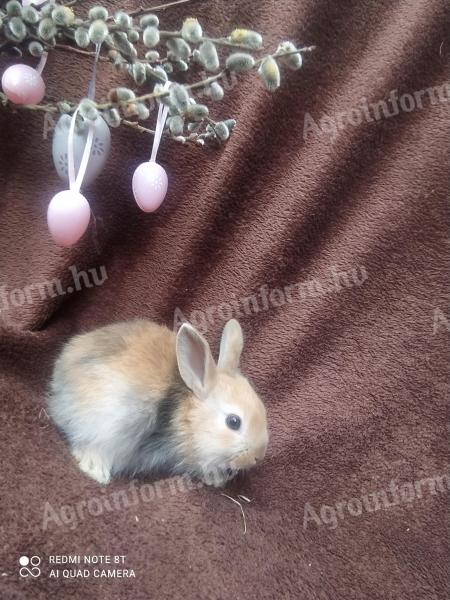 Smurf rabbit, rabbit, bunny for sale