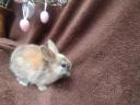Smurf rabbit, rabbit, bunny for sale