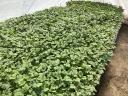 Perfectly grafted watermelon seedlings