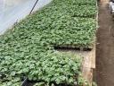 Perfectly grafted watermelon seedlings