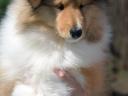 Puppies for sale