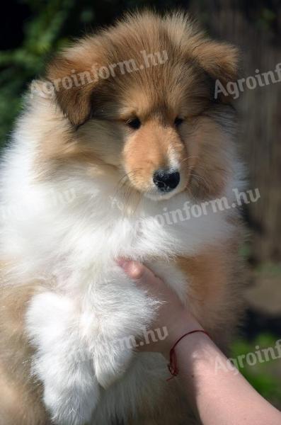 Puppies for sale